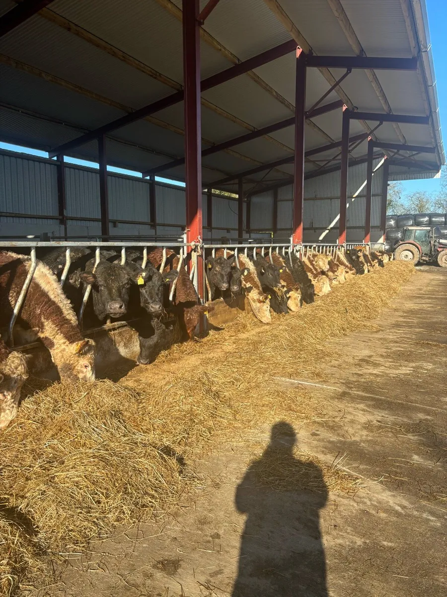 Pedigree bulls and heifers - Image 3