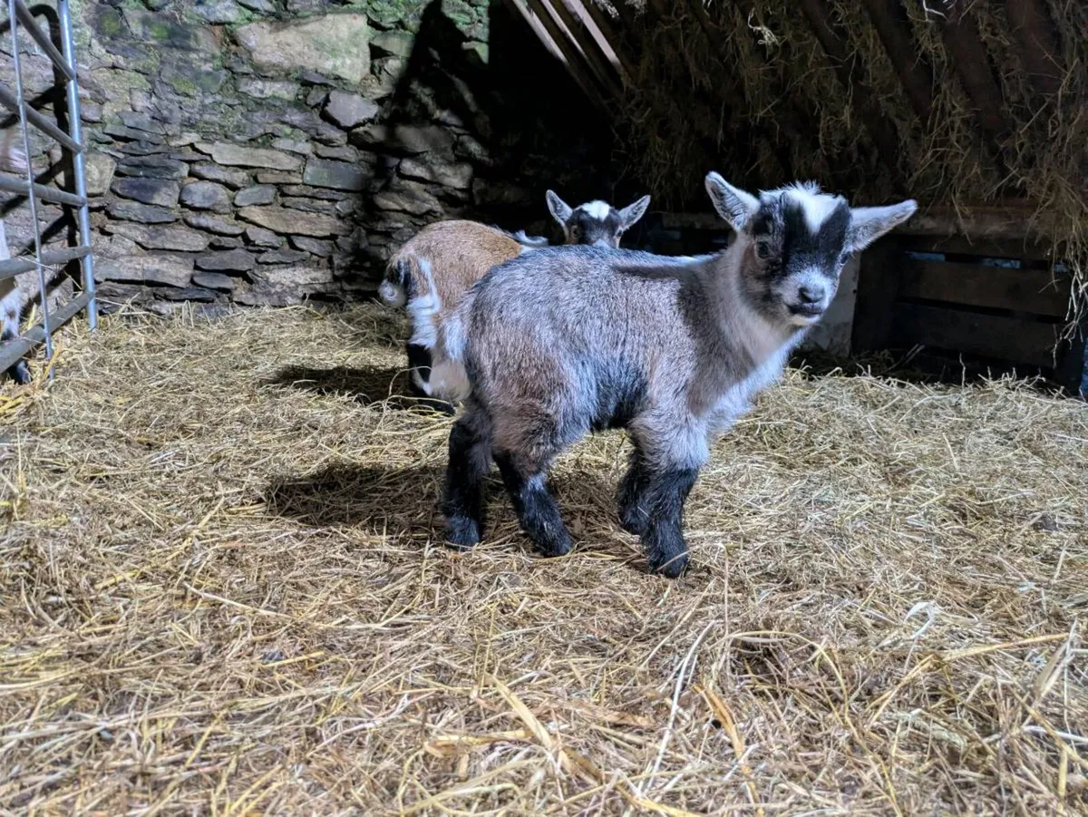 Month-Old Pygmy Buck Kid – Stunning Markings - Image 1