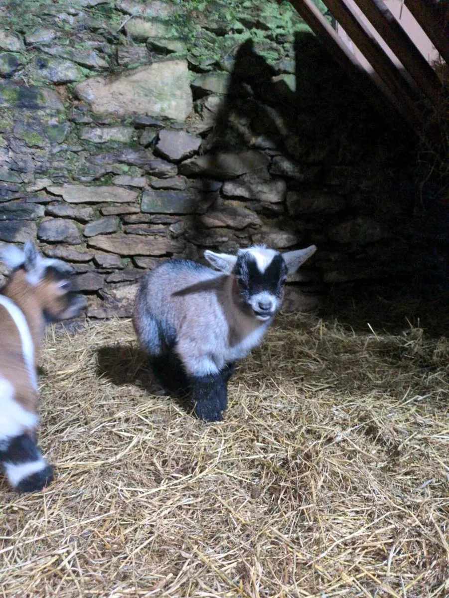 Month-Old Pygmy Buck Kid – Stunning Markings - Image 2