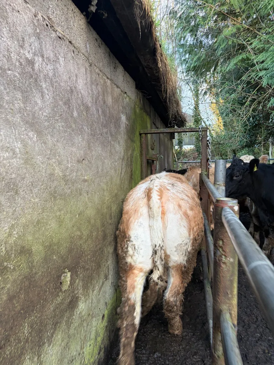 10 heifers for Mohill Mart tomorrow - Image 3