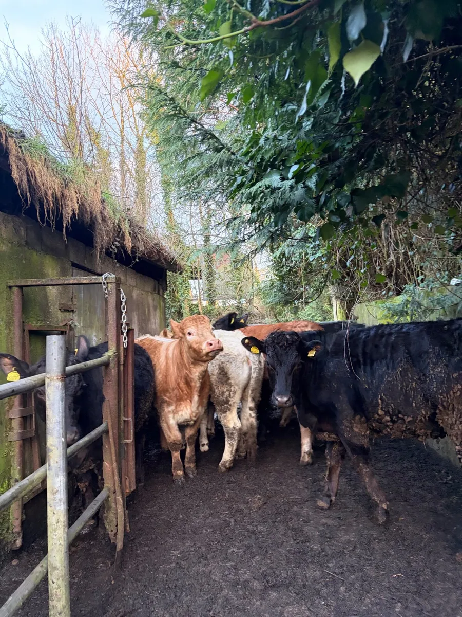 10 heifers for Mohill Mart tomorrow - Image 2