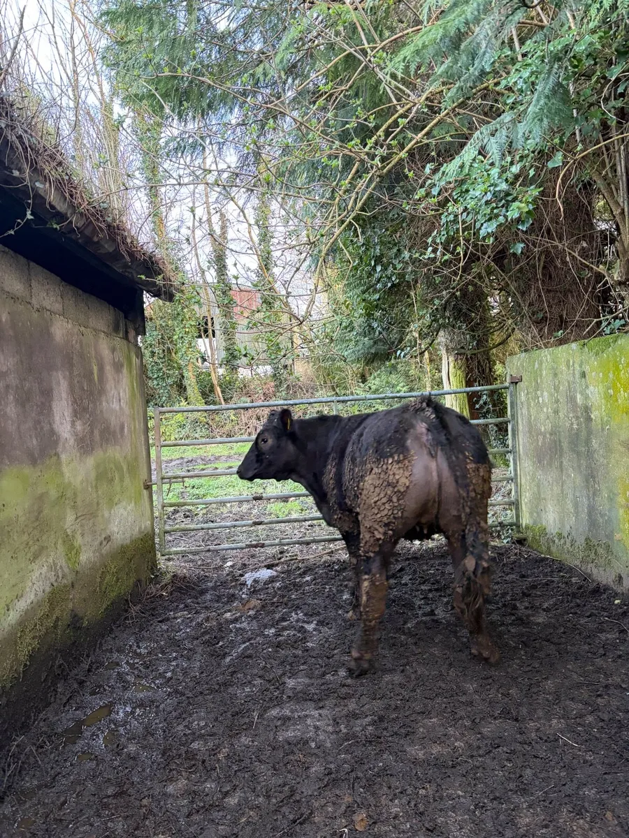 10 heifers for Mohill Mart tomorrow - Image 4
