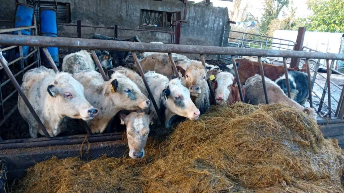 15 CONTINENTAL HEIFERS - Image 2