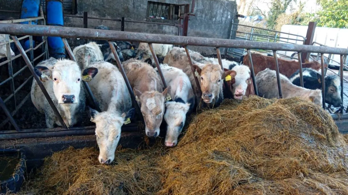 15 CONTINENTAL HEIFERS - Image 3