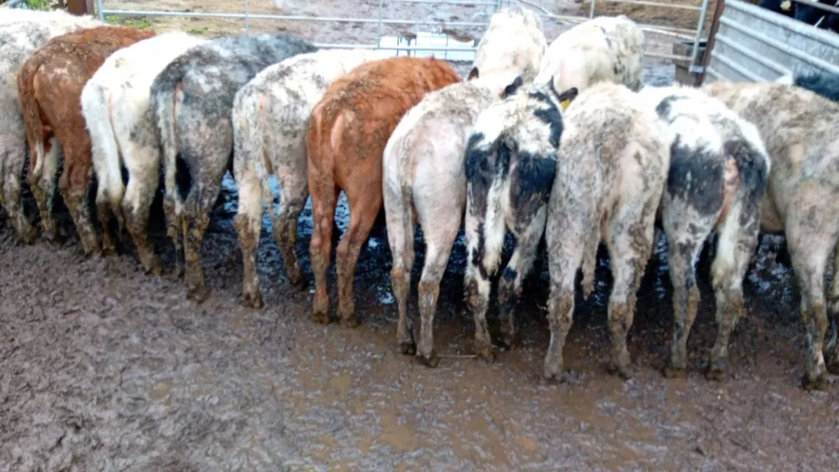 15 CONTINENTAL HEIFERS - Image 4