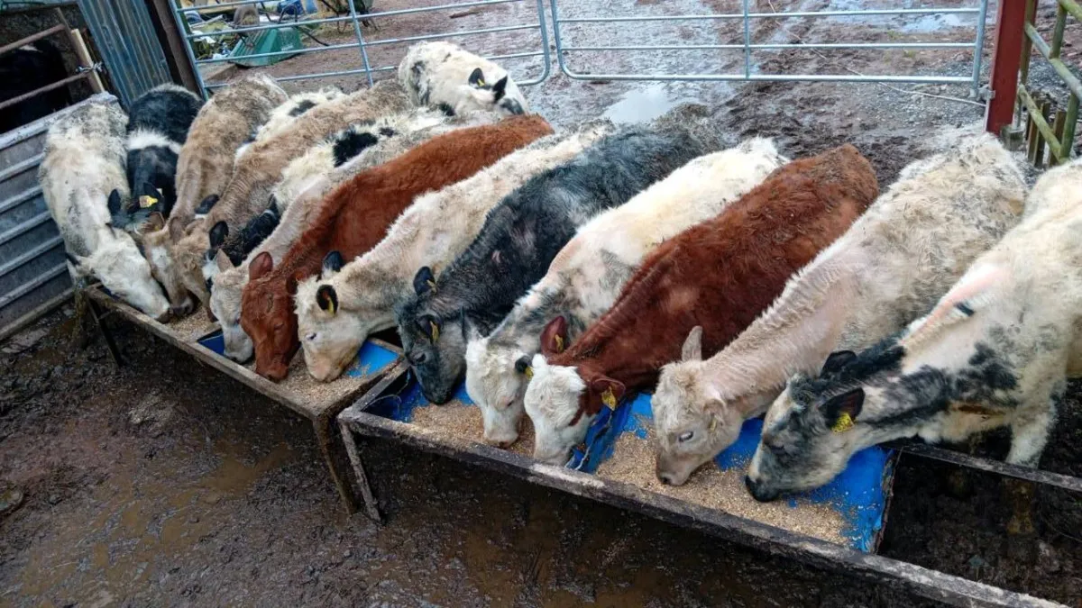 15 CONTINENTAL HEIFERS - Image 1
