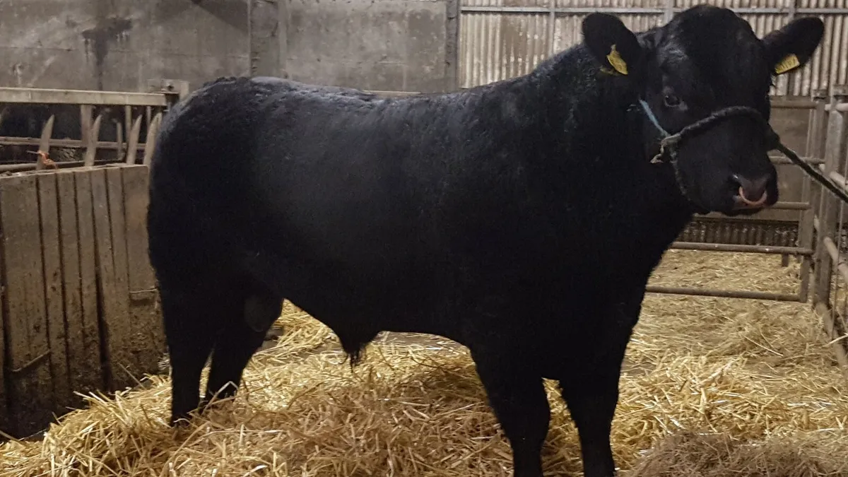Pedigree Angus Bulls - Image 1