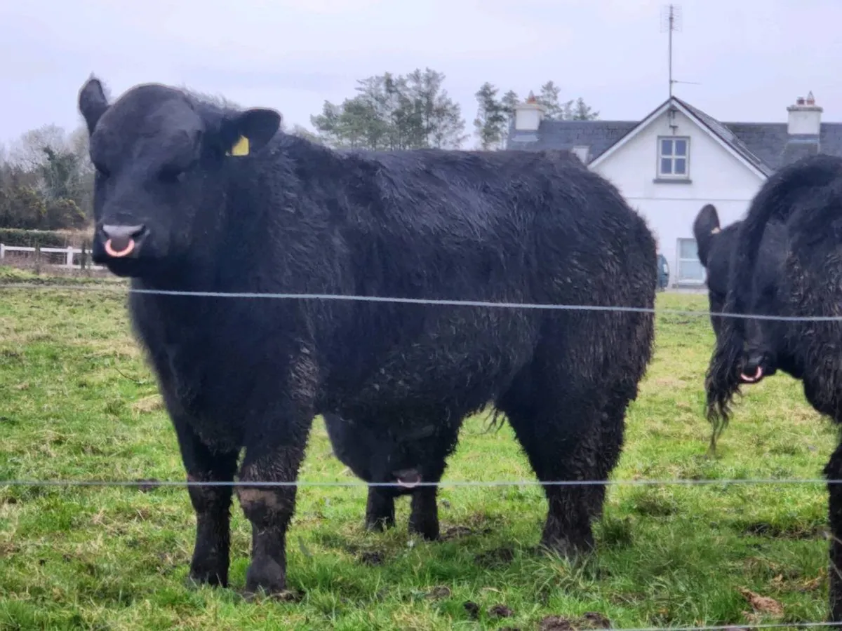 Pedigree Angus Bulls - Image 2