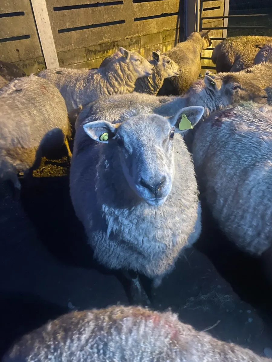 Foster ewe for sale - Image 1
