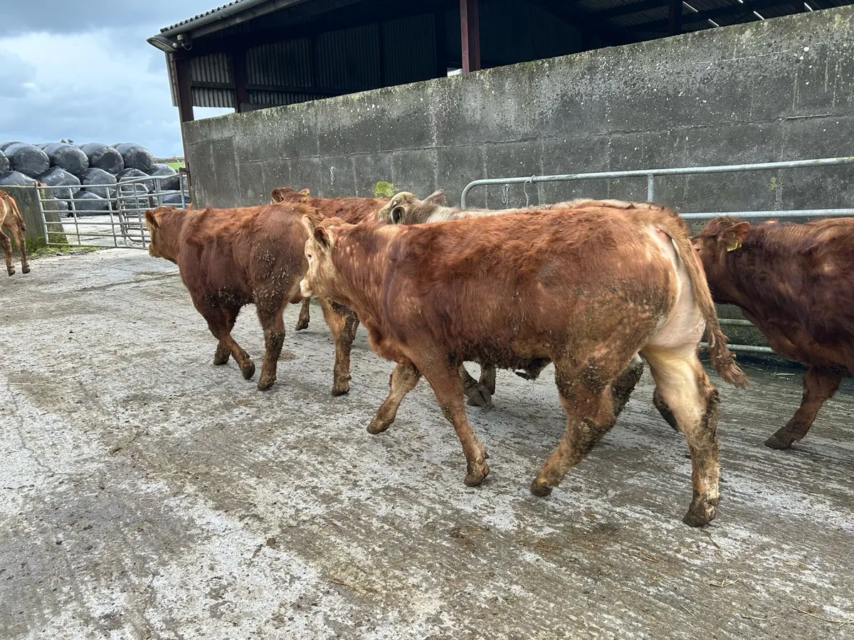 Bull weanlings - Image 2