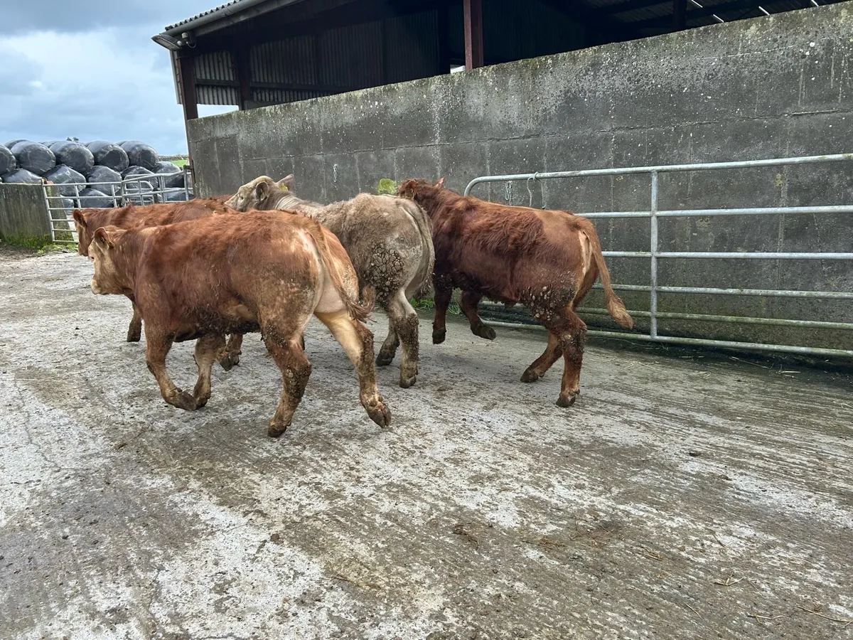 Bull weanlings - Image 3