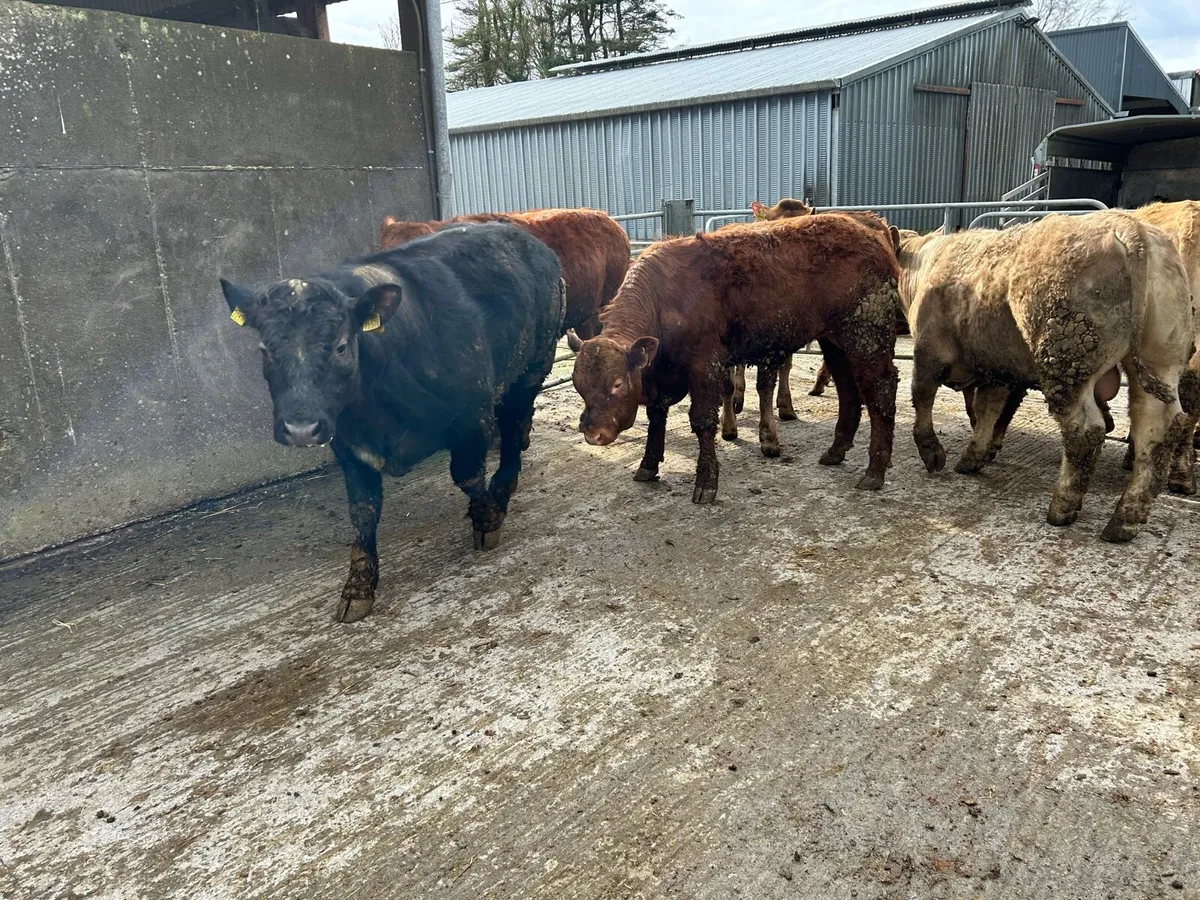 Bull weanlings - Image 4