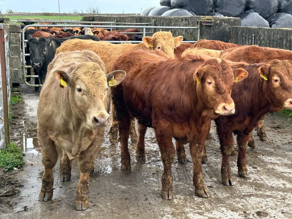 Bull weanlings - Image 1