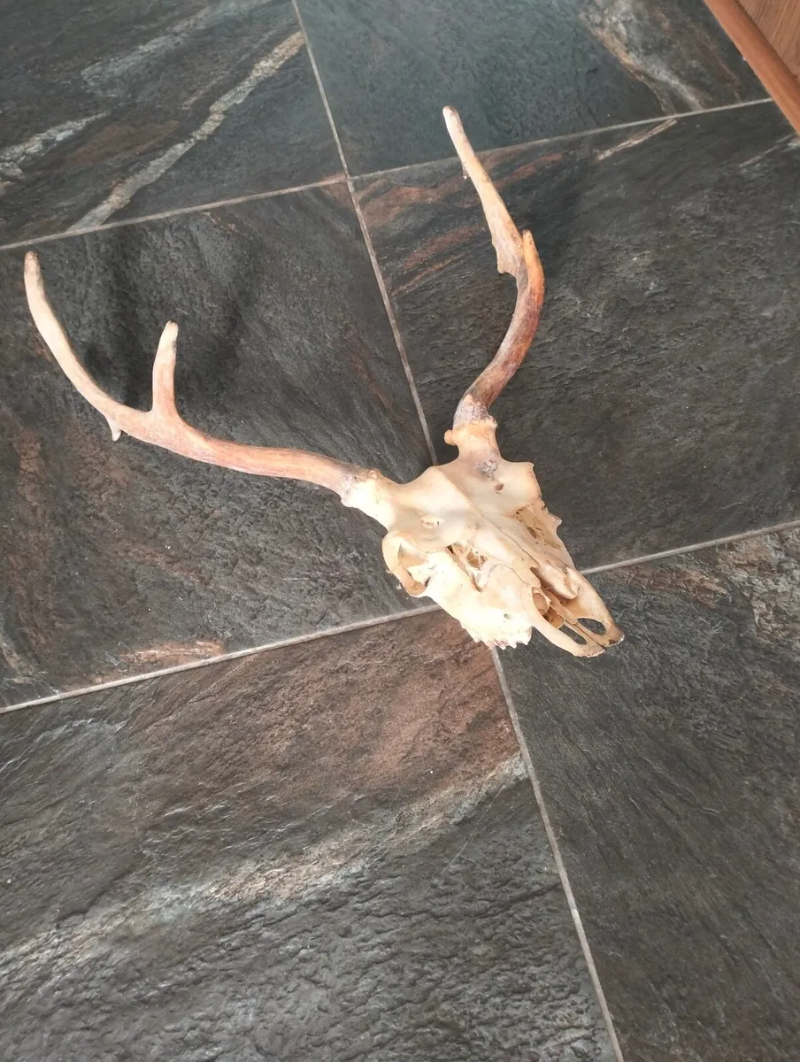 Skull with deer antlers. - Image 1