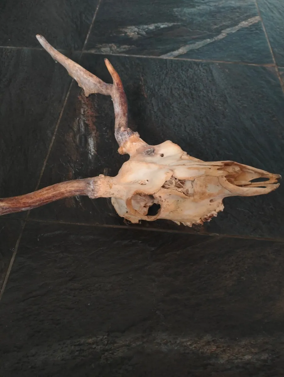Skull with deer antlers. - Image 2