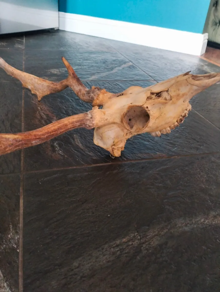 Skull with deer antlers. - Image 3