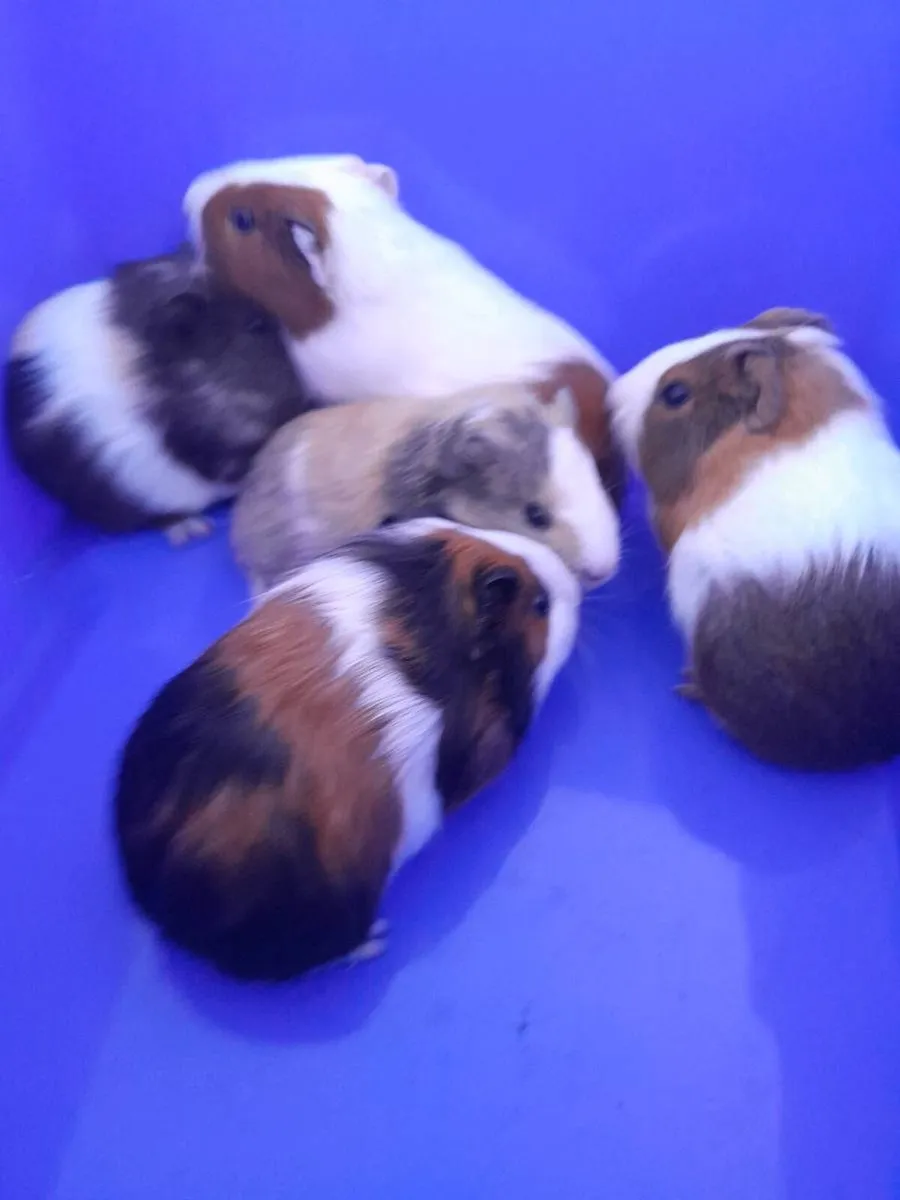 Guinea Pigs - Image 1