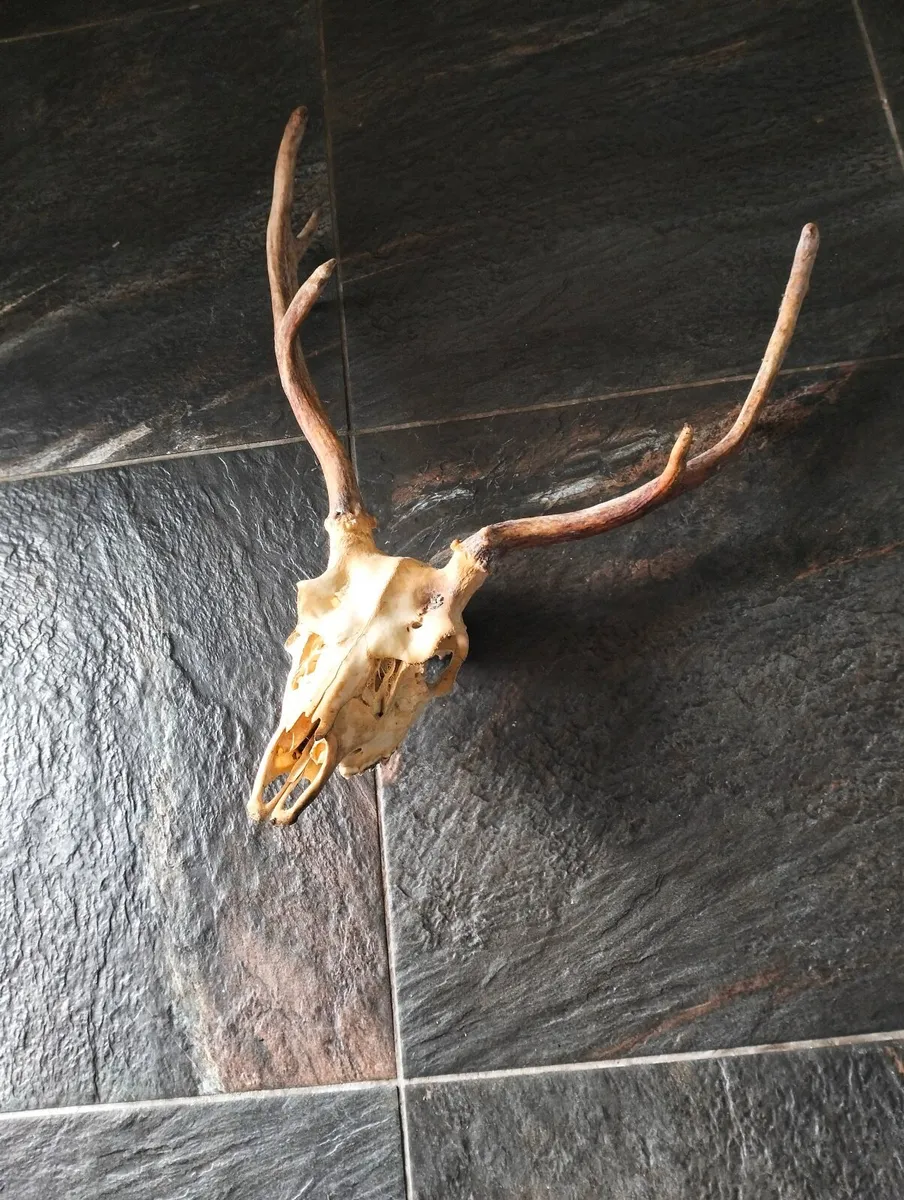 Skull with deer antlers. - Image 4