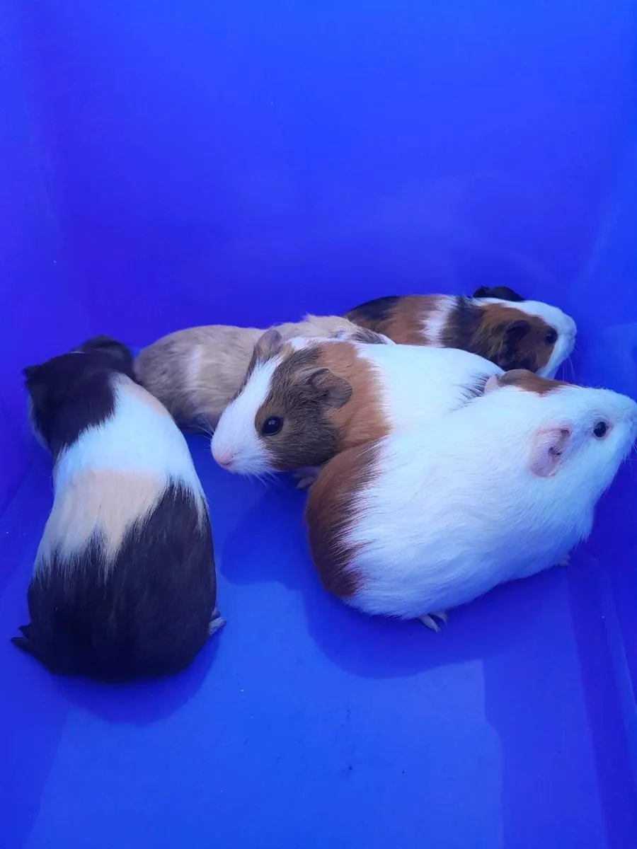 Guinea Pigs - Image 2