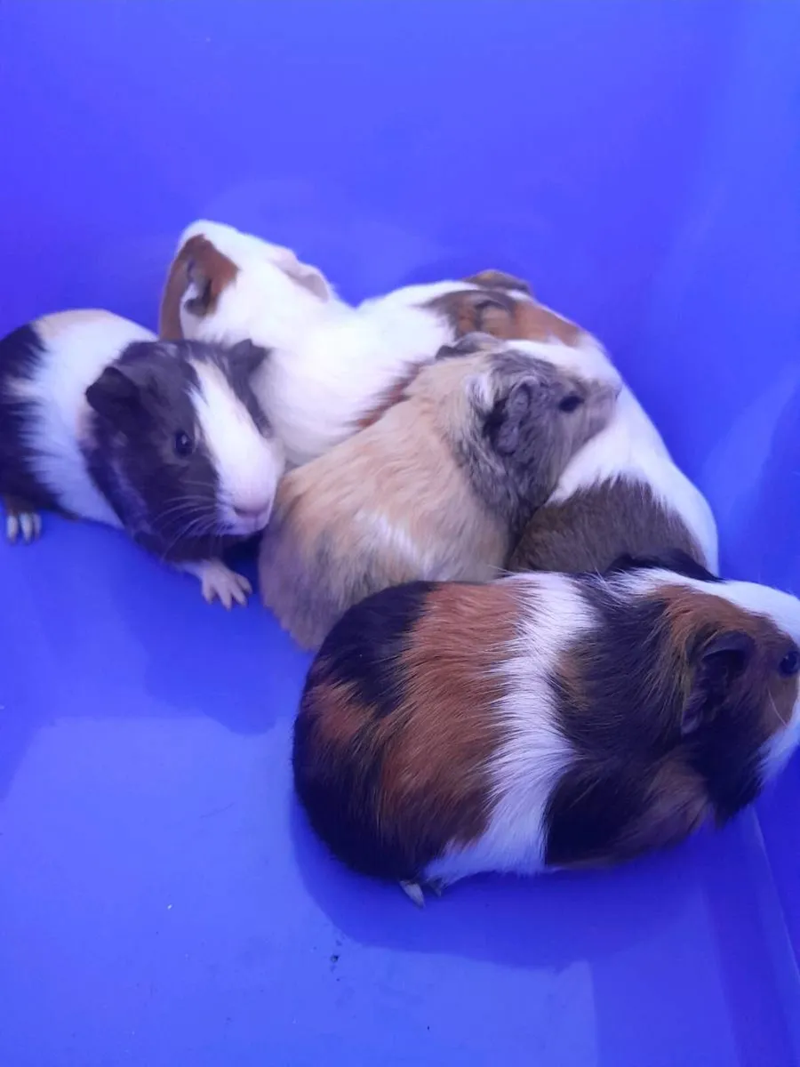 Guinea Pigs - Image 3