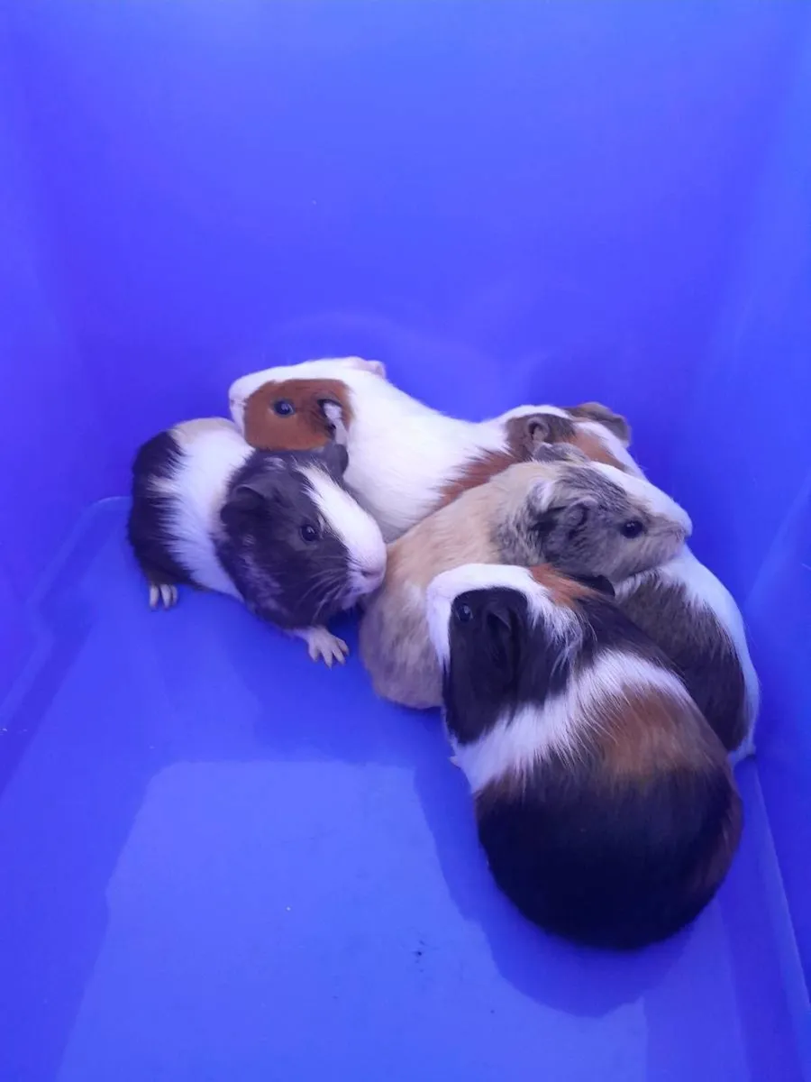 Guinea Pigs - Image 4