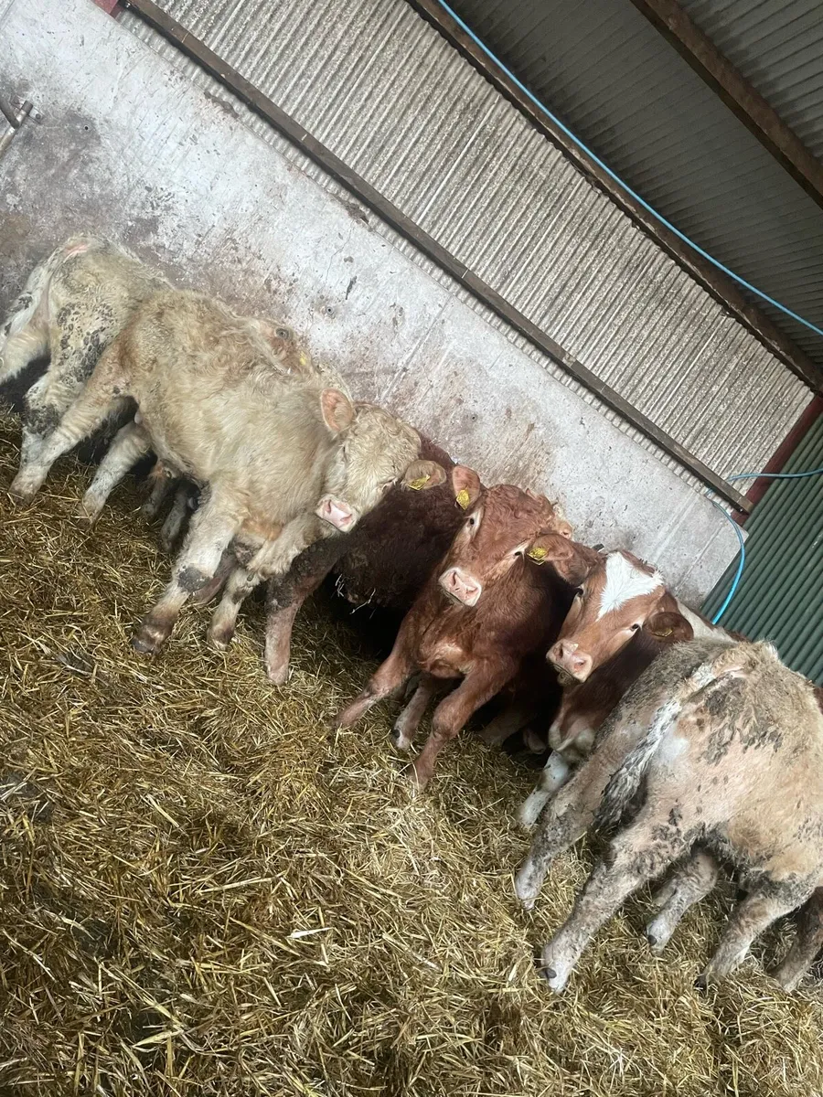 12 outstanding Charolais and limousin bullocks - Image 1