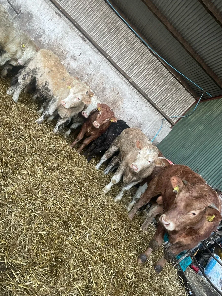 12 outstanding Charolais and limousin bullocks - Image 2