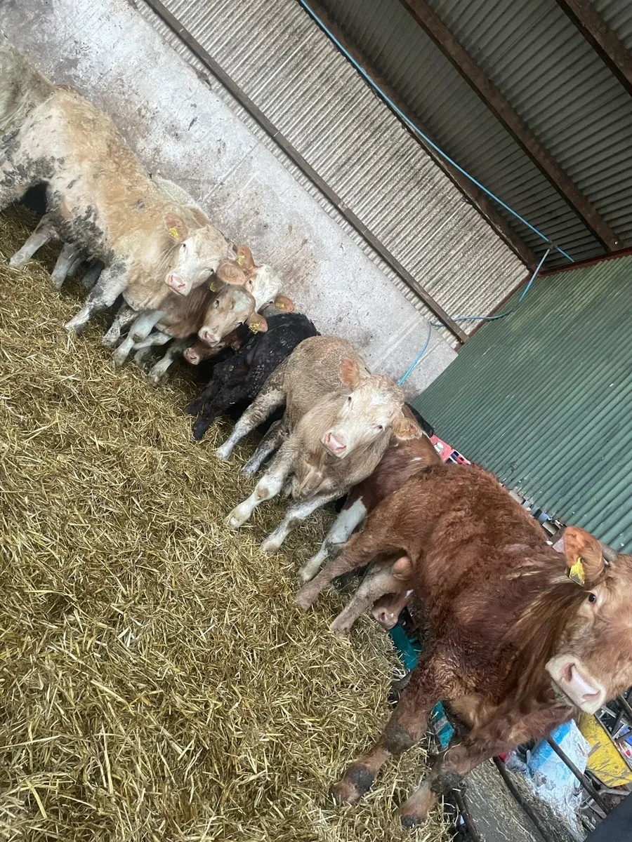 12 outstanding Charolais and limousin bullocks - Image 3