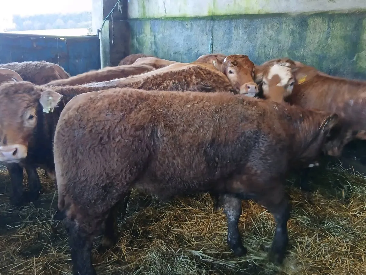 10 smashing LMX Heifer's for sale - Image 2