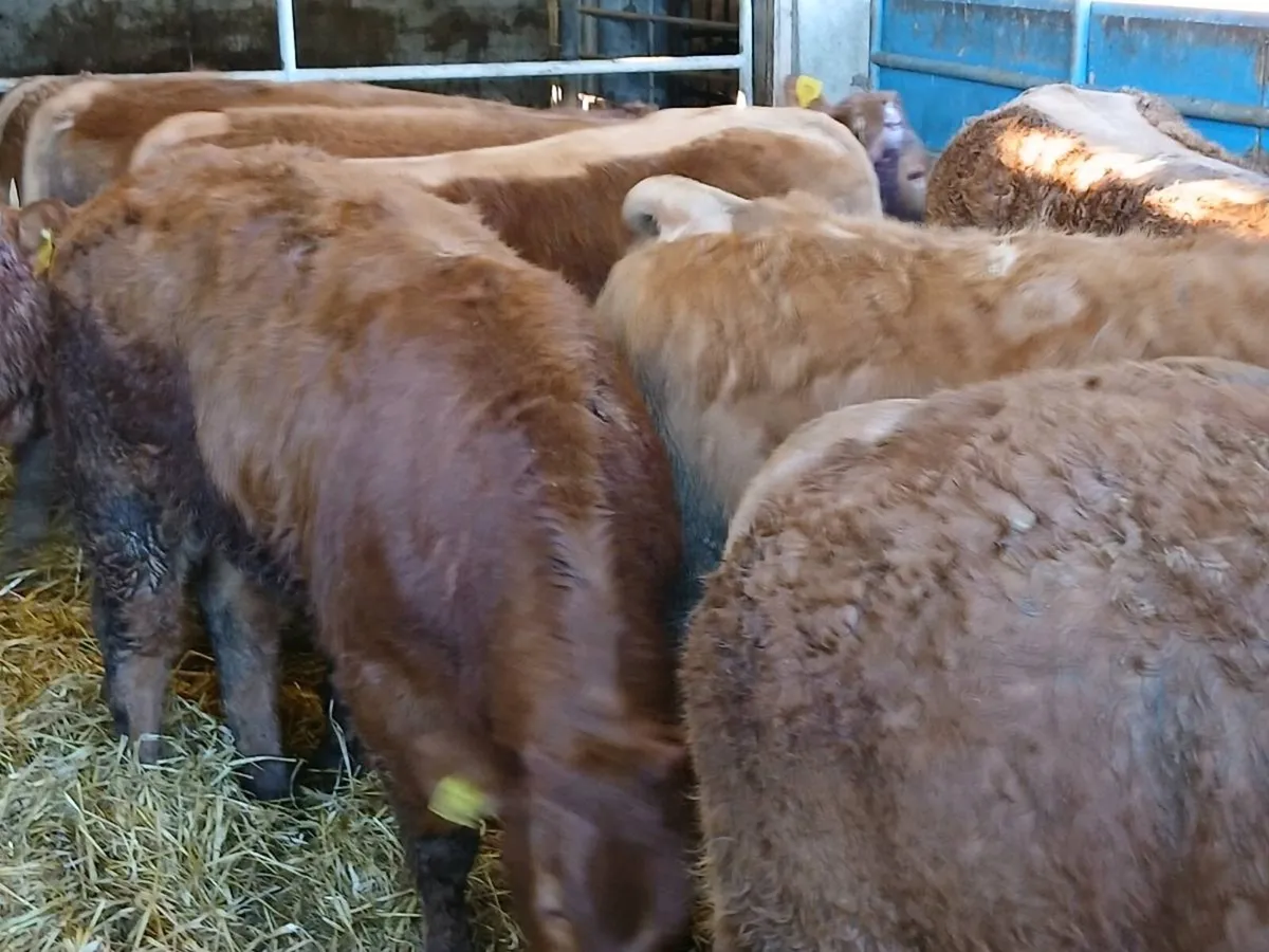 10 smashing LMX Heifer's for sale - Image 3