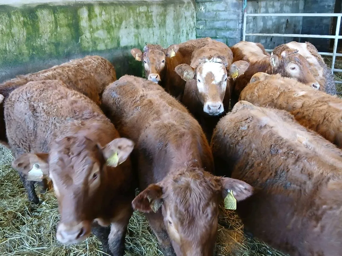 10 smashing LMX Heifer's for sale - Image 4