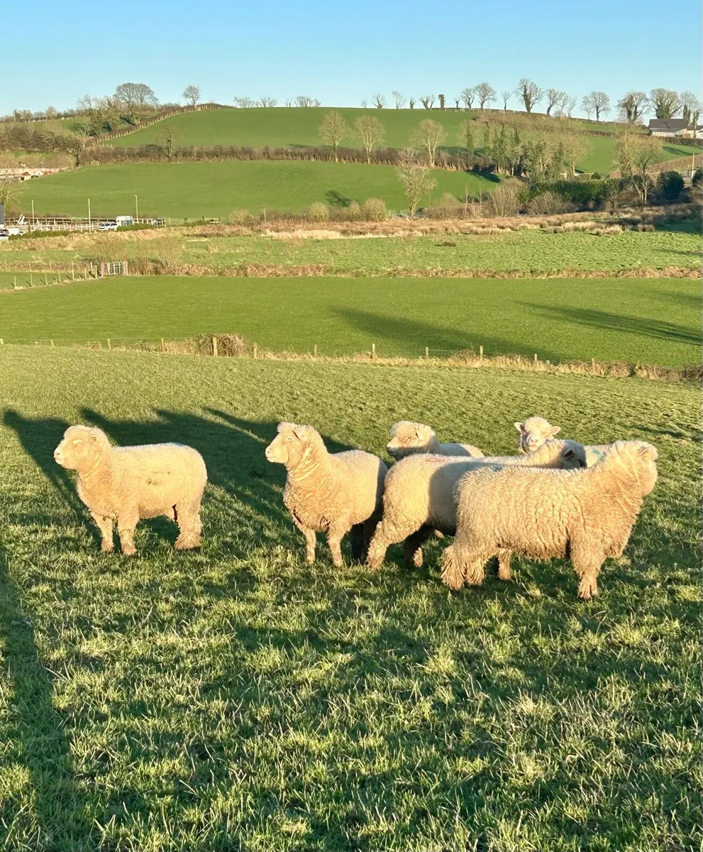 X10 Pedigree Dorset Hoggets - Image 2