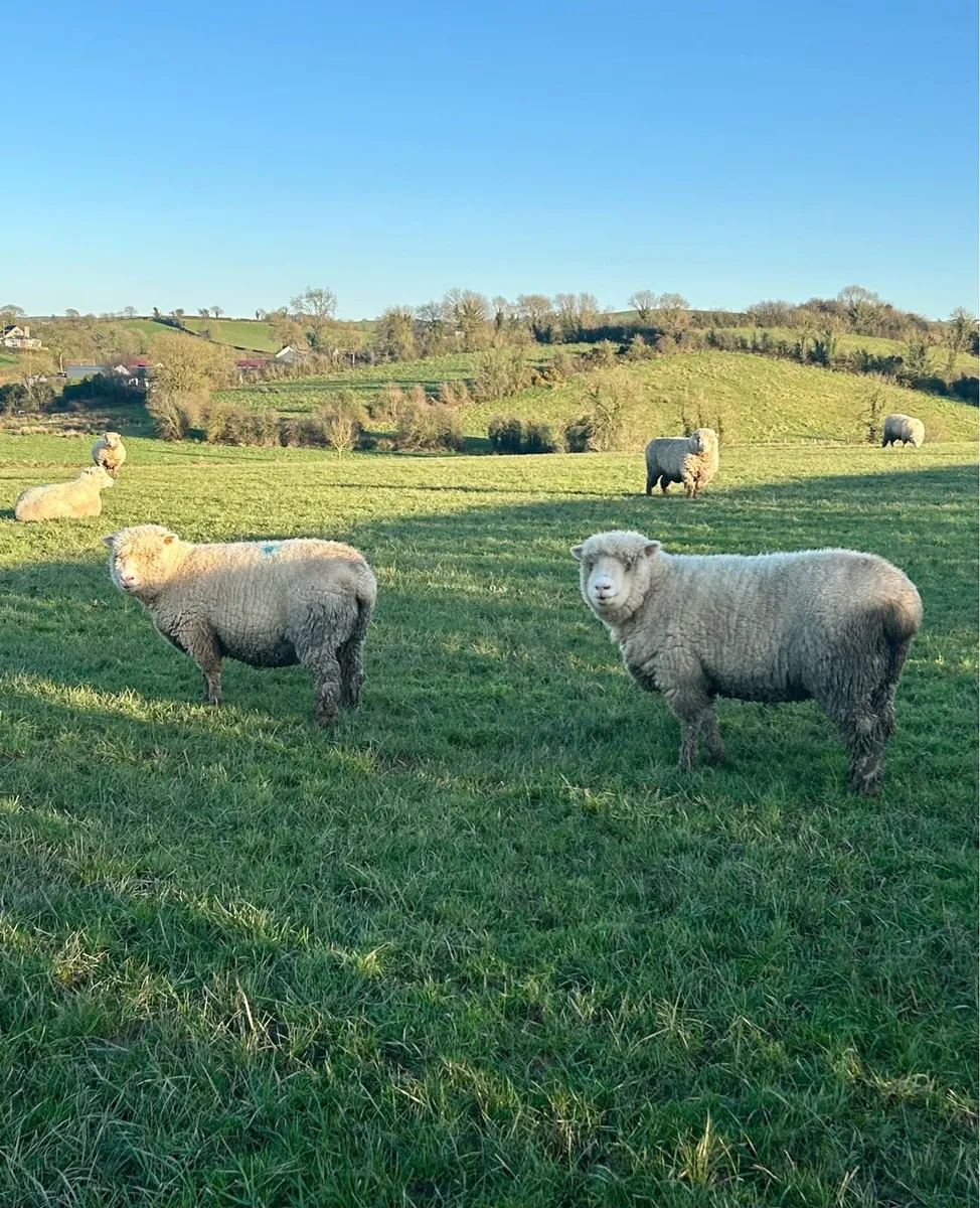 X10 Pedigree Dorset Hoggets - Image 1