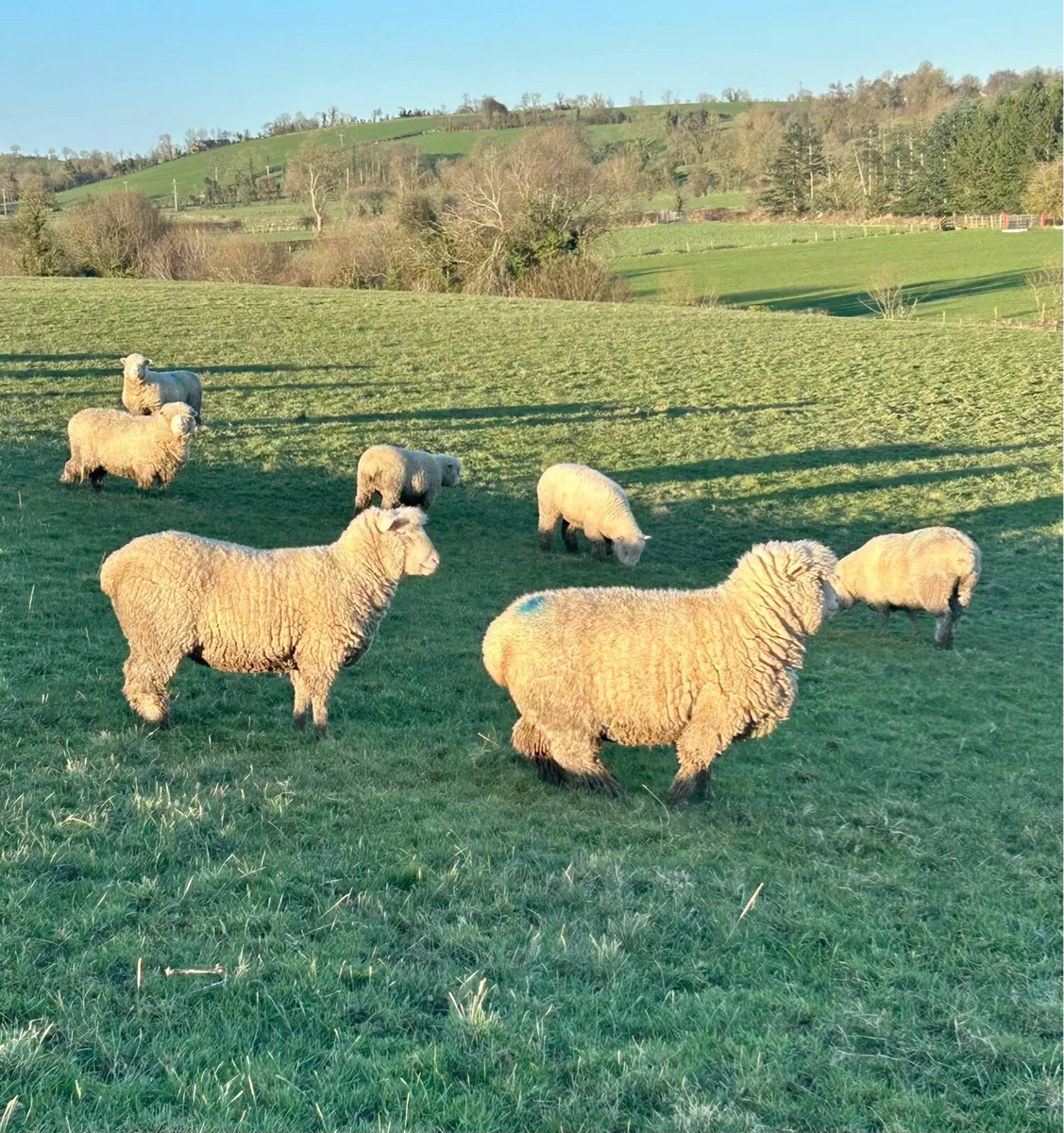 X10 Pedigree Dorset Hoggets - Image 3