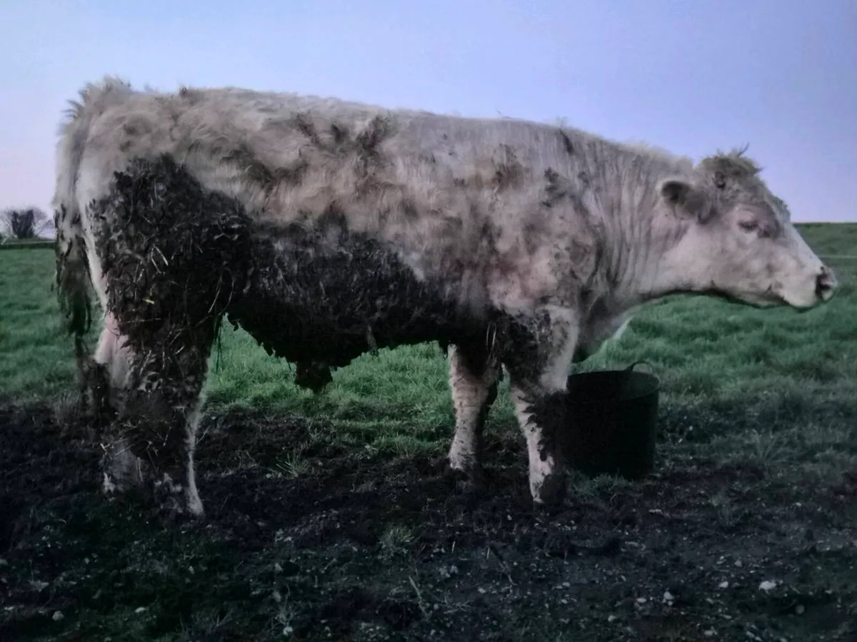 Pedigree Registered Shorthorn Bull - Image 1