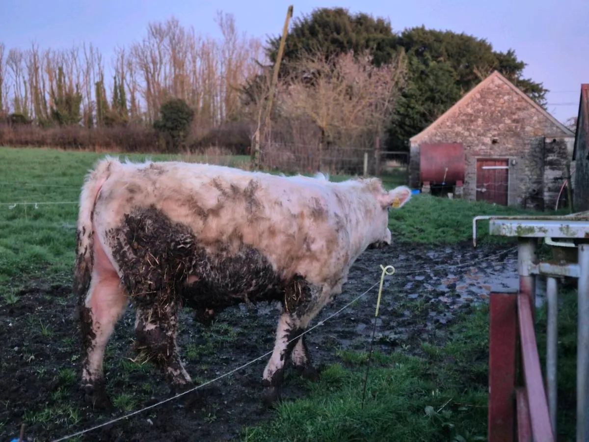 Pedigree Registered Shorthorn Bull - Image 3