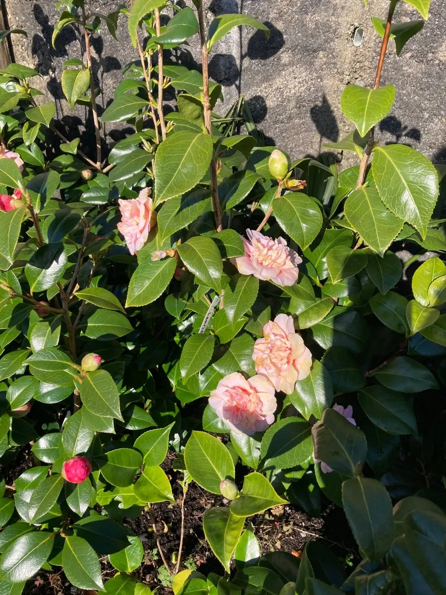 Camellias - Image 1