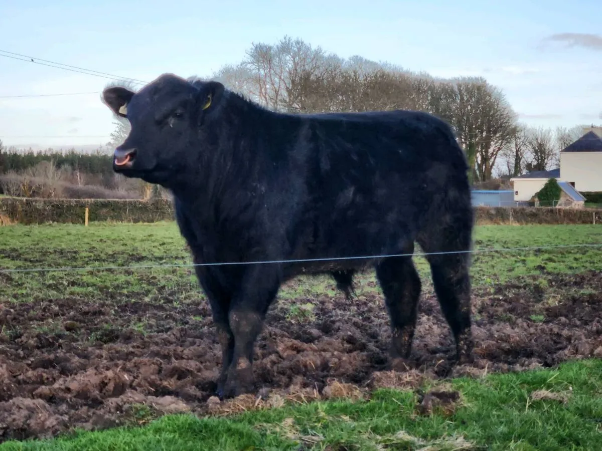 Pedigree Angus Bulls - Image 4