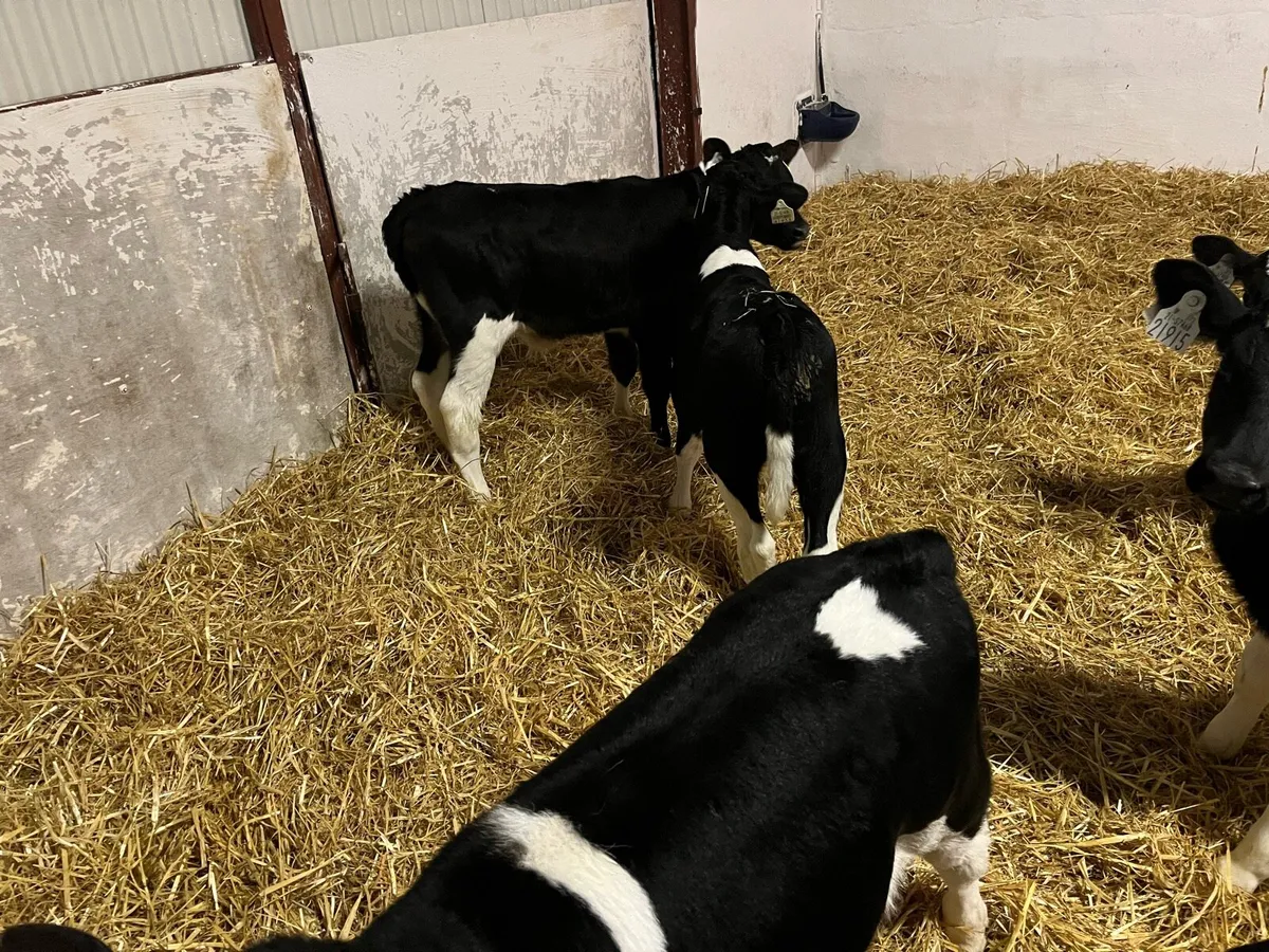 Friesian bull calves - Image 2