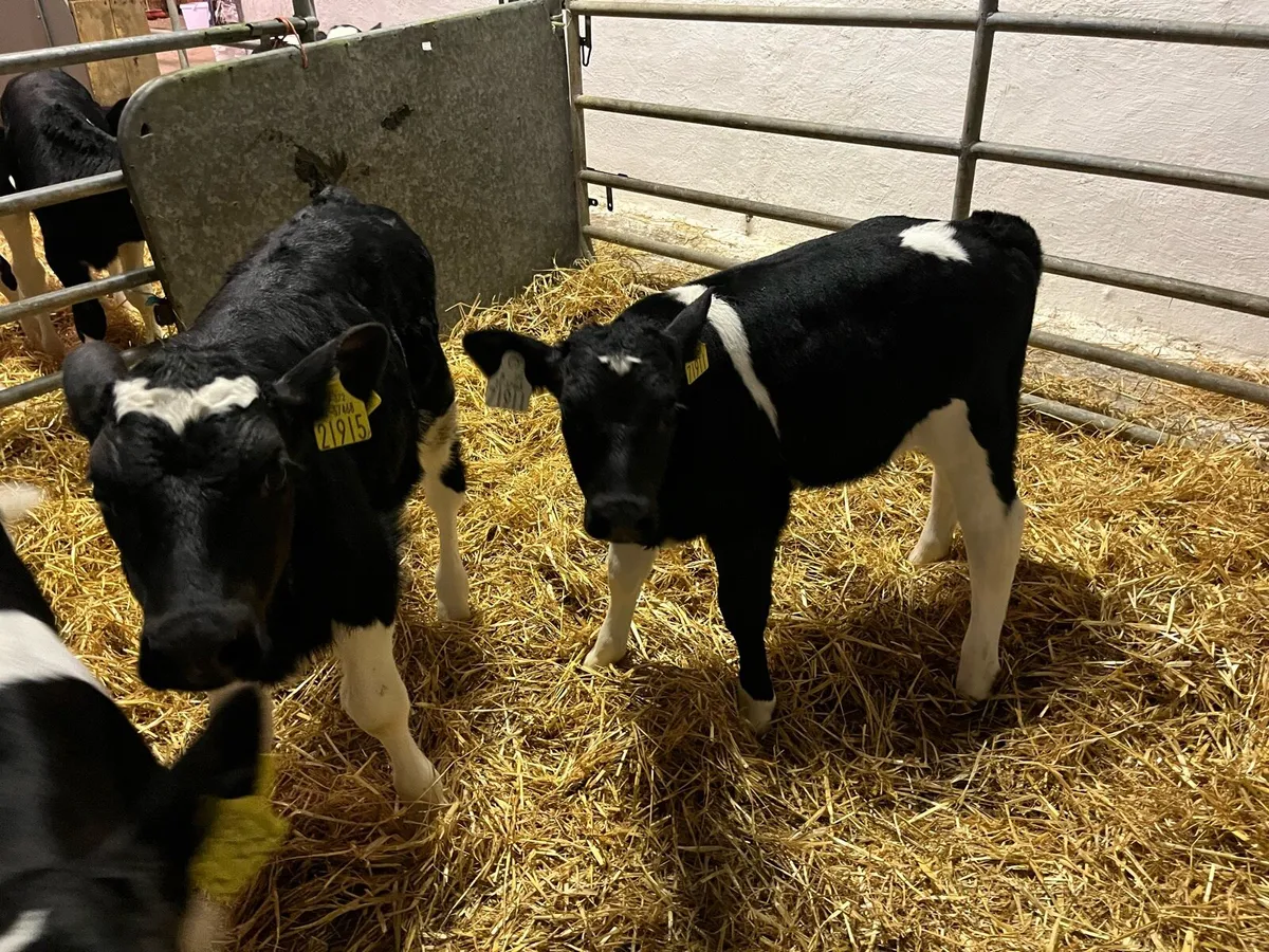Friesian bull calves - Image 3
