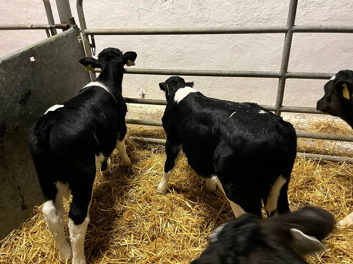 Friesian bull calves - Image 4