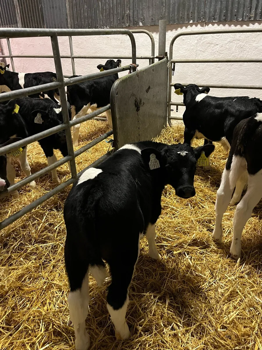 Friesian bull calves - Image 1