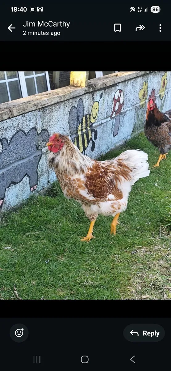 Pure bred cockerals - Image 1