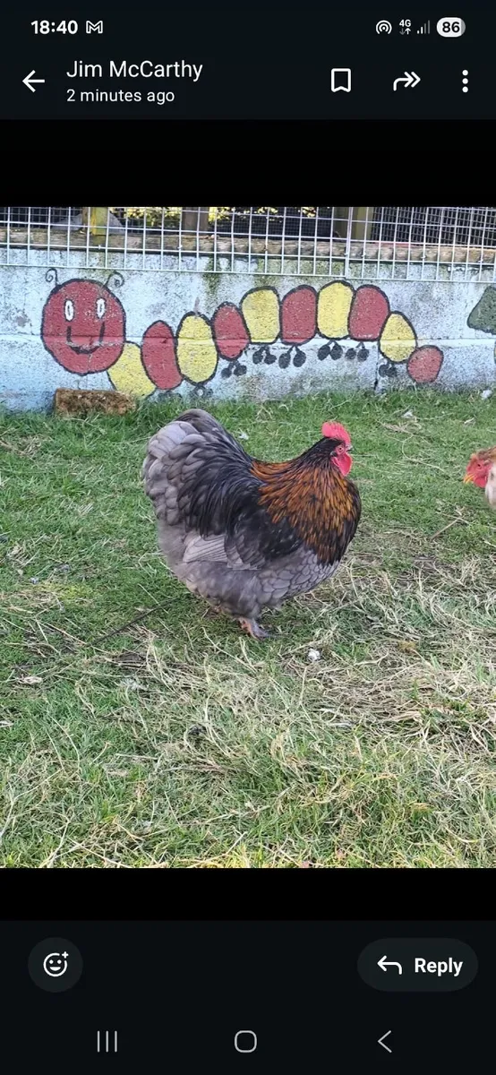 Pure bred cockerals - Image 2