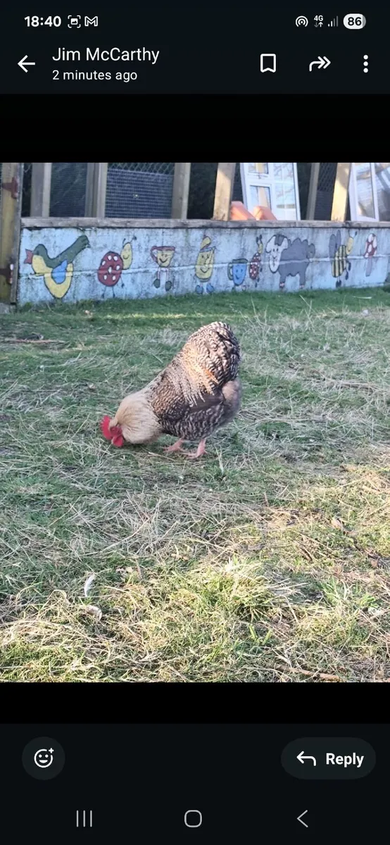 Pure bred cockerals - Image 3