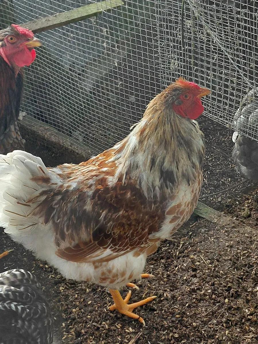 Pure bred cockerals - Image 4