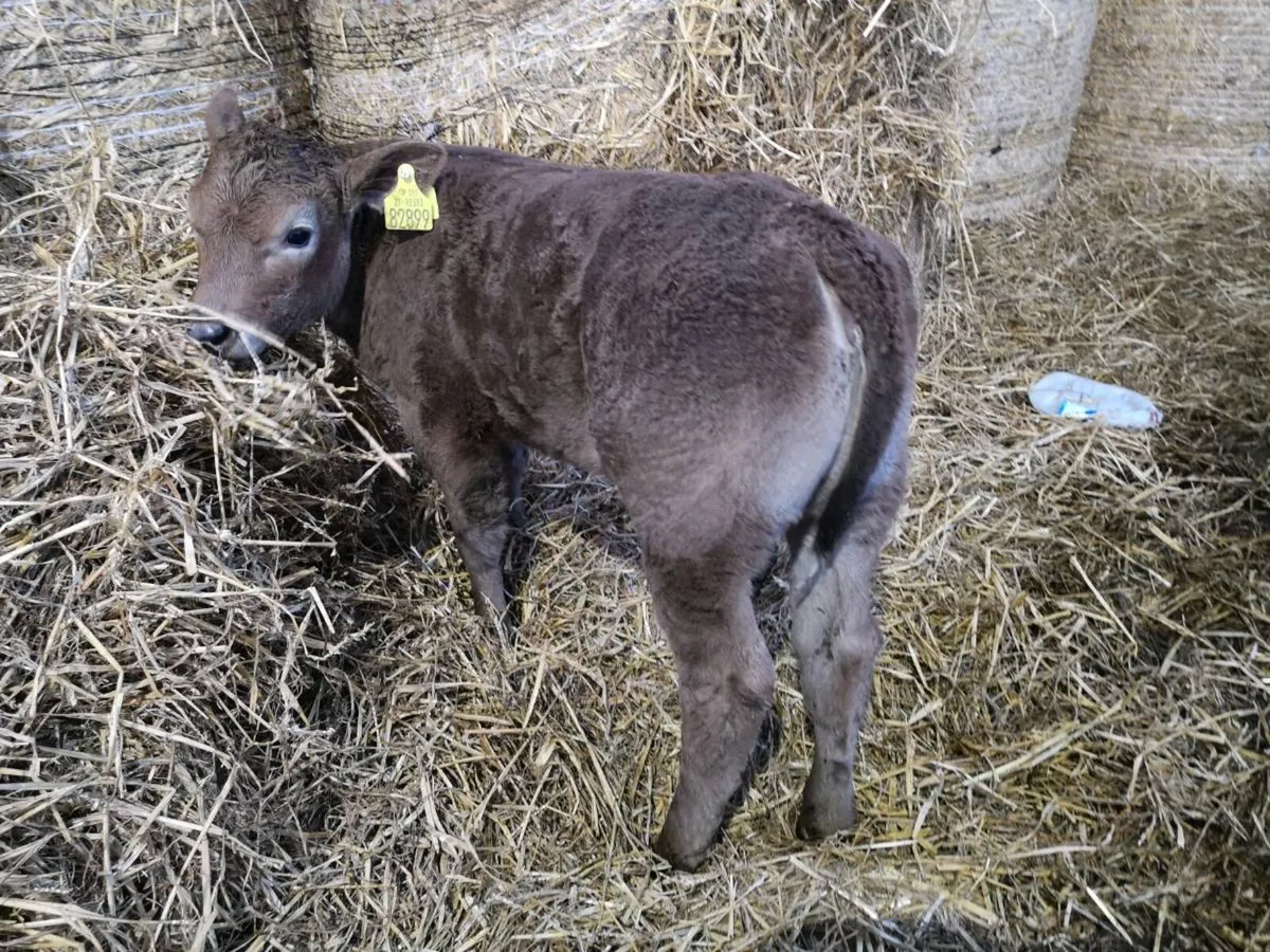 Charolais calves - Image 2