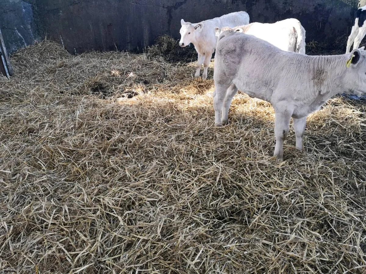 Charolais calves - Image 4