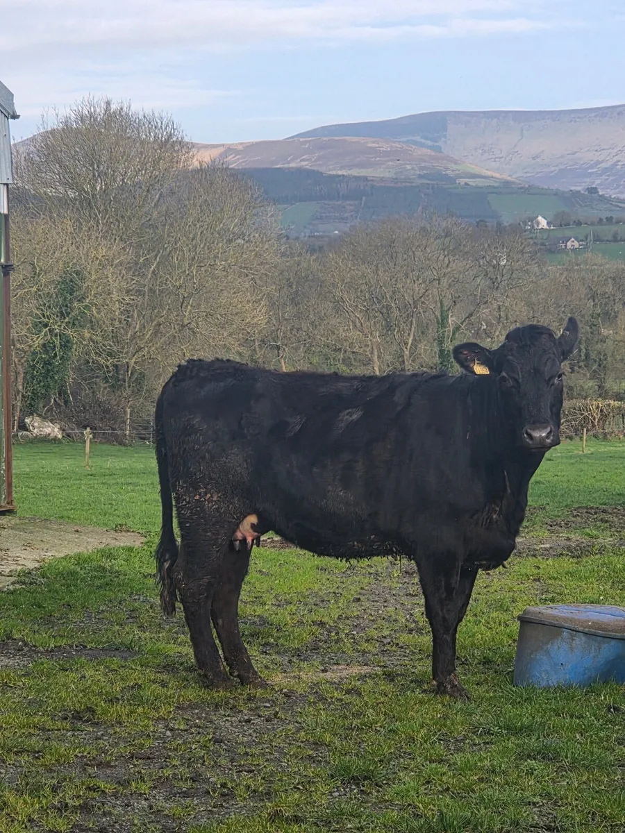 Aubrac Heifer and Calf - Image 1