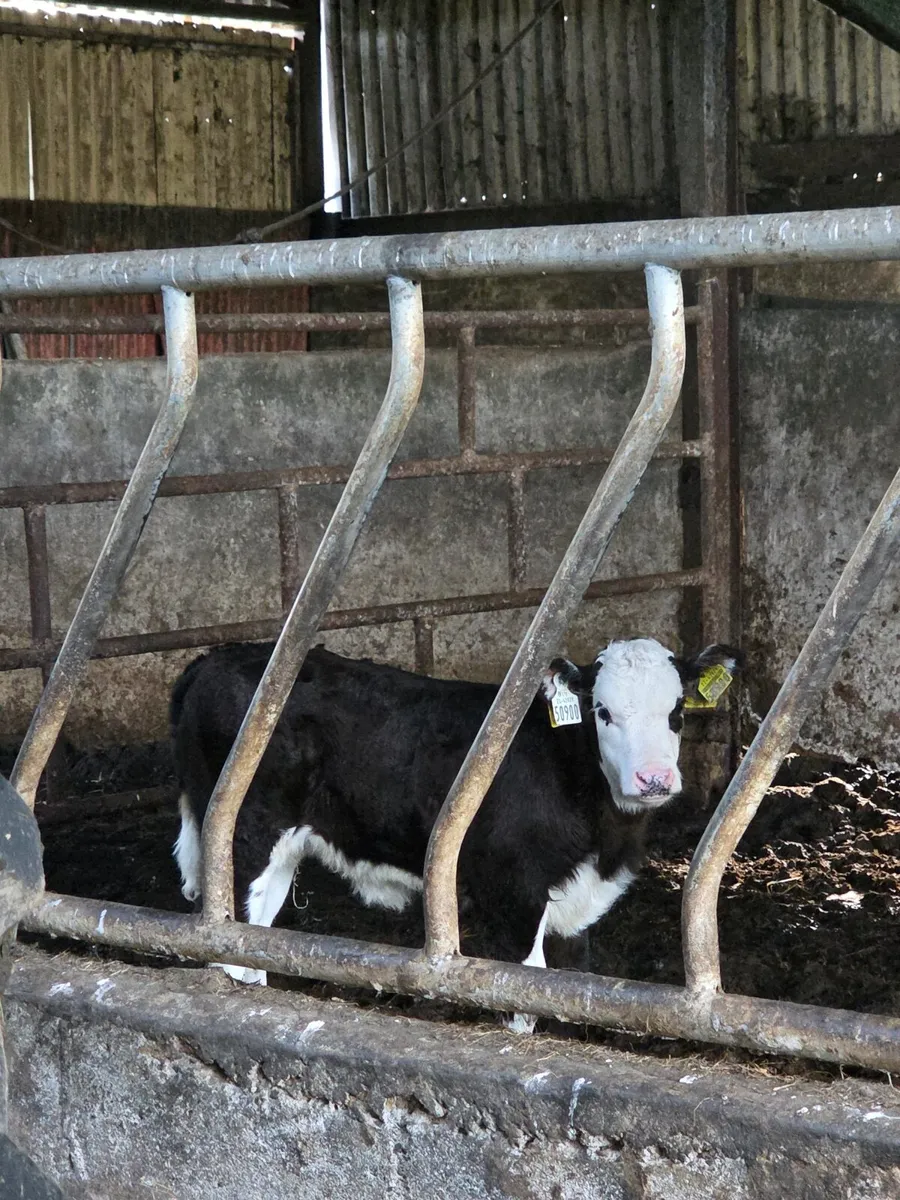 Aubrac Heifer and Calf - Image 2